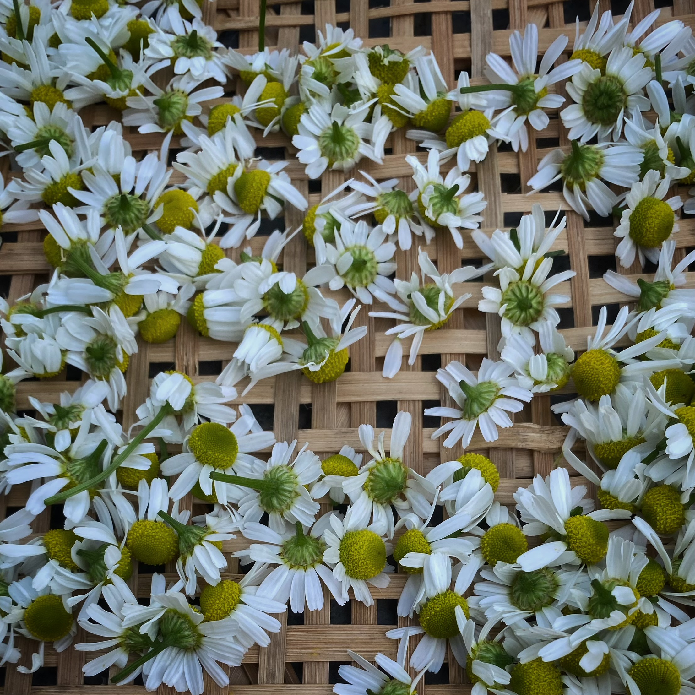 Drying chamomile